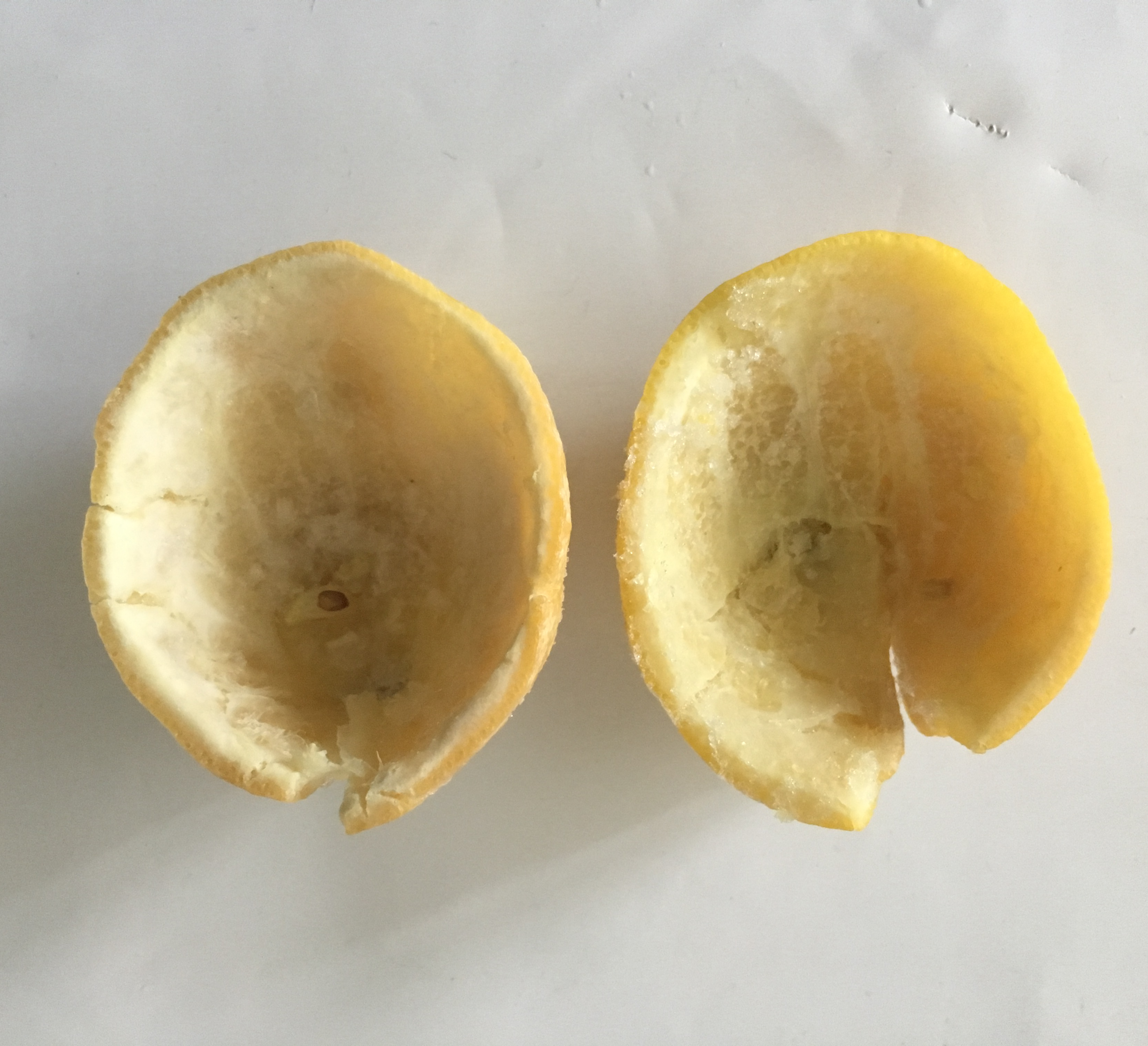 14kg内皮処理済